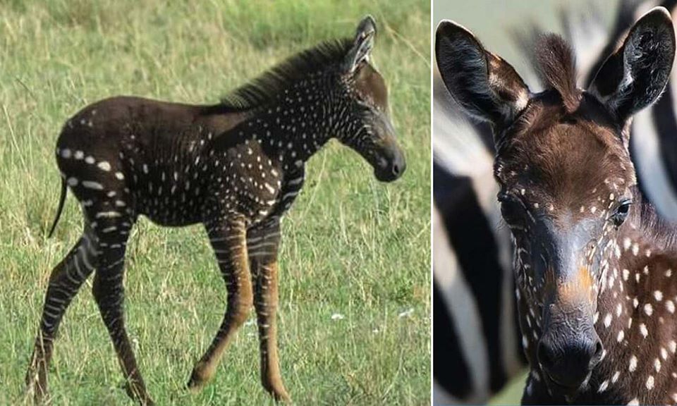 Super Cute Rare Zebra Foals